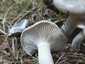 Szagos csigagomba (Hygrophorus agathosmus), Őrség